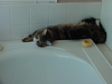 Max Relaxing