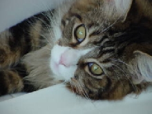 Mr. Model (a.k.a. Max)