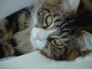 Mr. Model (a.k.a. Max)