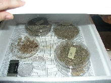 Incubating Silkies