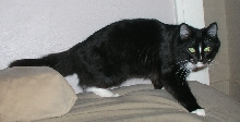 Cat II