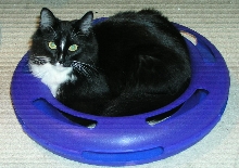Cat III