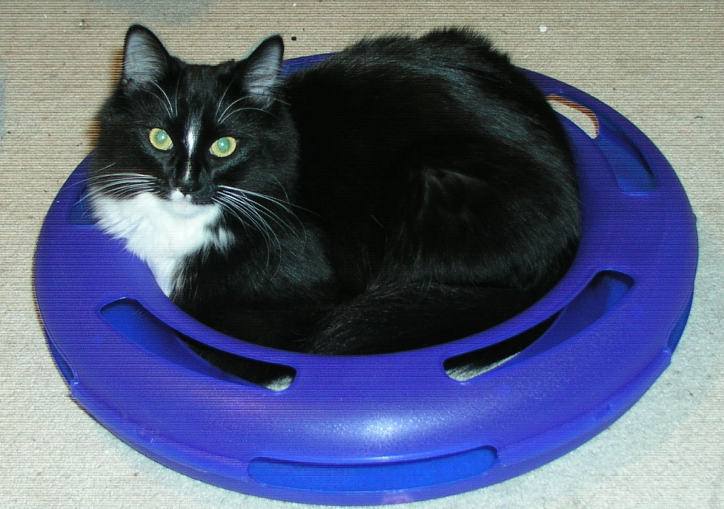 Cat III