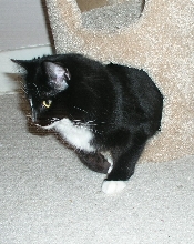 Cat IV