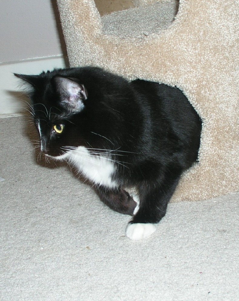 Cat IV