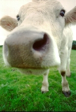 My Cow