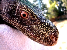 Crocky