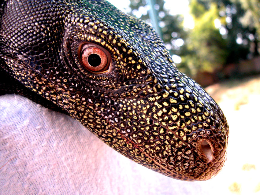 Crocky
