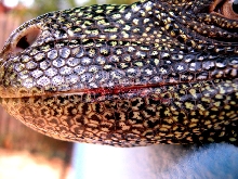 Crocky