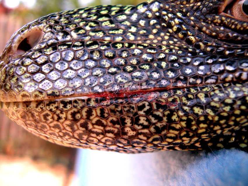 Crocky
