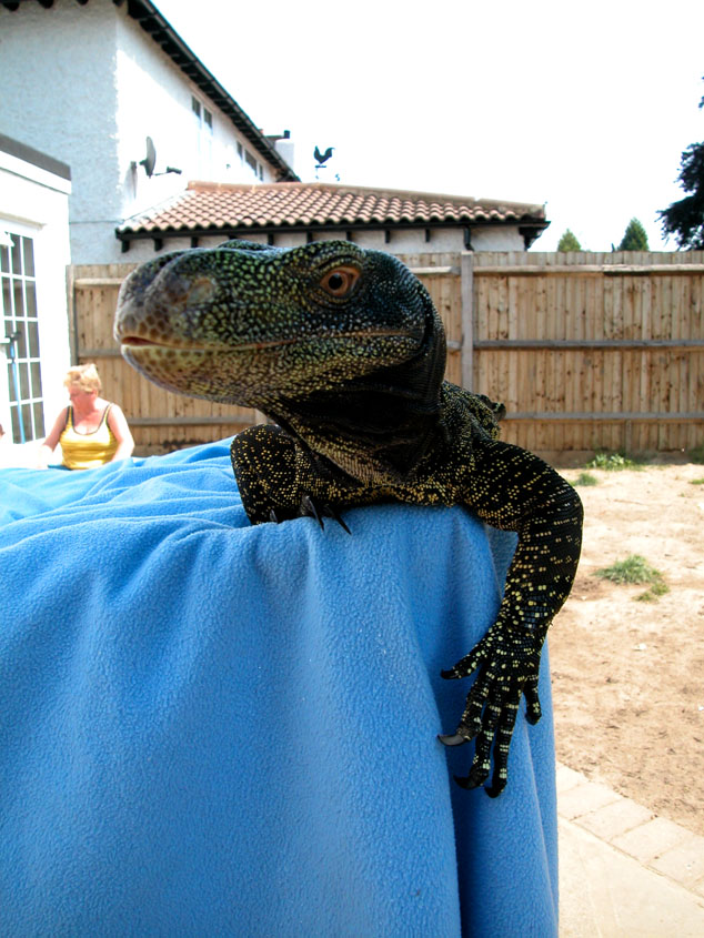 Crocky