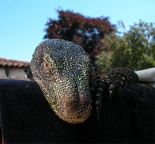 Crocky