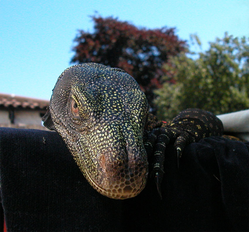 Crocky