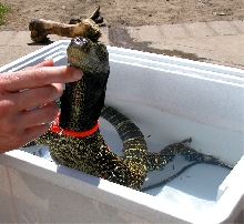 Crocky