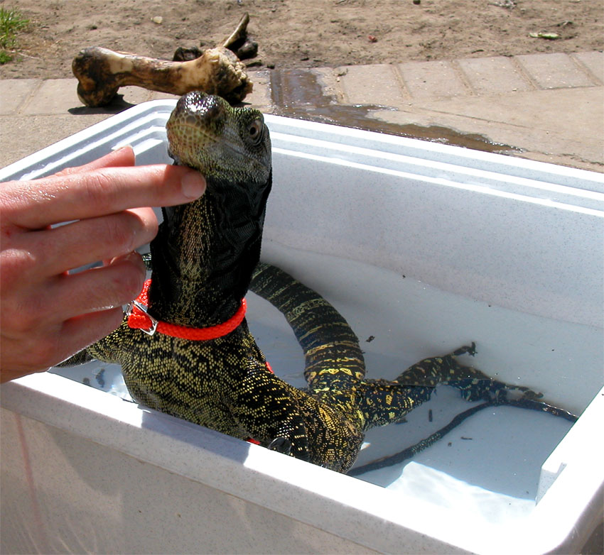 Crocky