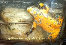 yellow belly toad