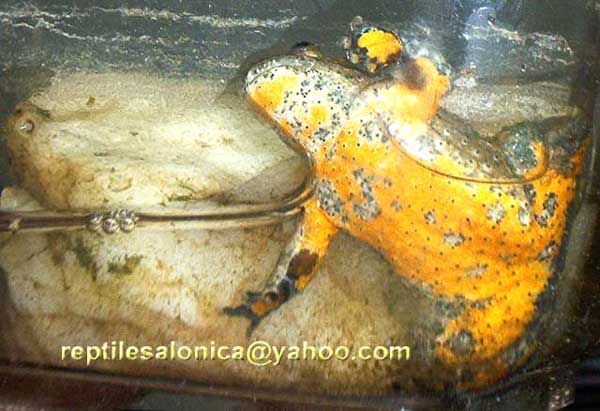 yellow belly toad