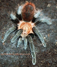 mexican golden red rump