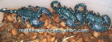 2.1 emperor scorpions