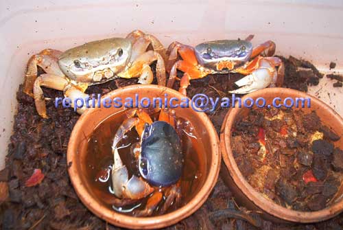 2.1 rainbow crabs