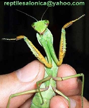 Sphodromantis lineola