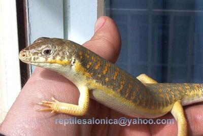 Schneider's skink (Novoeumeces schneideri)