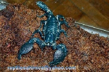 emperor scorpion (Pandinus imperator)