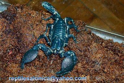 emperor scorpion (Pandinus imperator)