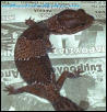 fat tail gecko (Hemitheconyx caudicinctus)