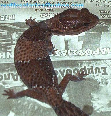 fat tail gecko (Hemitheconyx caudicinctus)