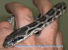 four lined snake (Elaphe quatuorlineata)
