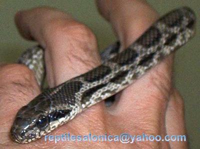 four lined snake (Elaphe quatuorlineata)