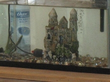this is the fishs' water
