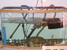 Turtle Set Up