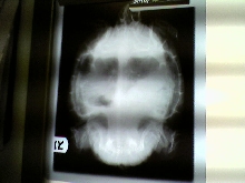 xray of turtle w/o eggs