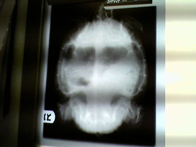 xray of turtle w/o eggs