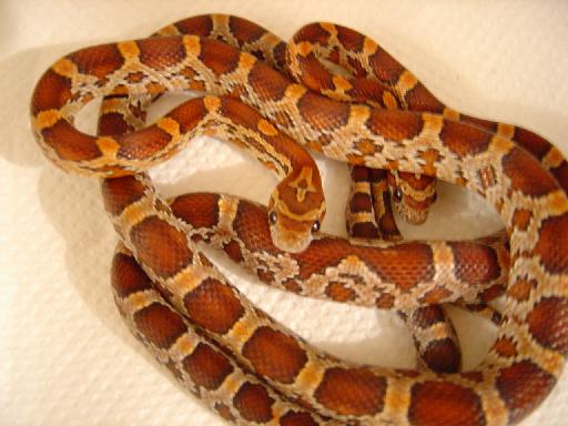 2 Hatchling Corns