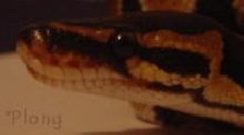 Ball Python Head