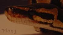 Ball Python Head