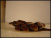 My New Ball Python