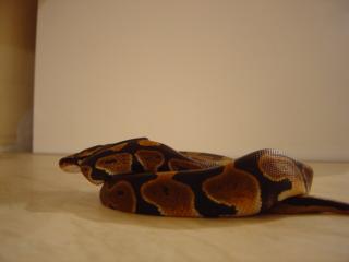 My New Ball Python