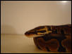 My New Ball Python