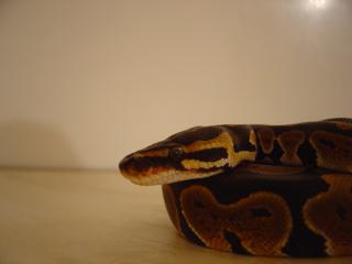 My New Ball Python