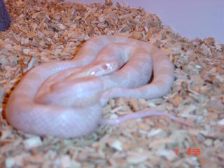 Snow Corn