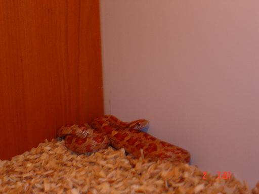 Hypomelanistic Corn
