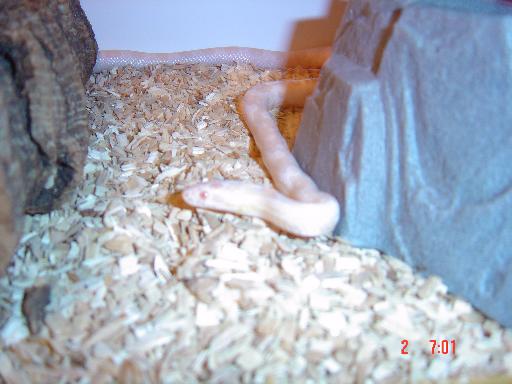 Snow Corn