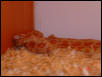 Hypo Male