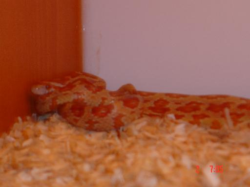 Hypo Male