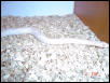 Snow Corn