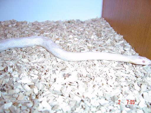Snow Corn